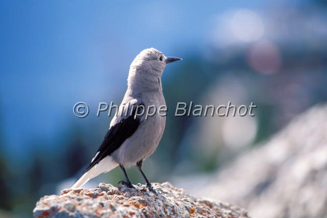 nucifraga columbiana.JPG - Casse noix d'AmériqueNucifraga columbianaClark's NutcrackerCorvidésCanada